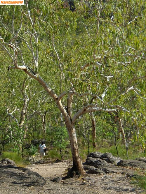 Australien: P9280199 / Eukalyptusbaum