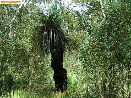 Australien: PA050390 / Grasbaum ca. 300-400 Jahre alt
