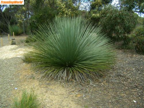 Australien: PA050389 / Grasbaum ca. 70 Jahre alt