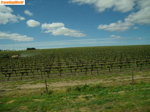 Australien: PA060463 / Weingebiete bei Adelaine