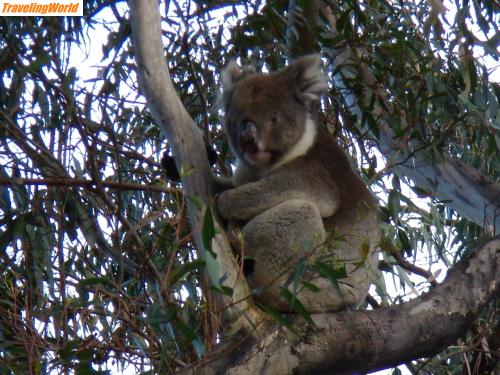 Australien: PA050440 / Koalas