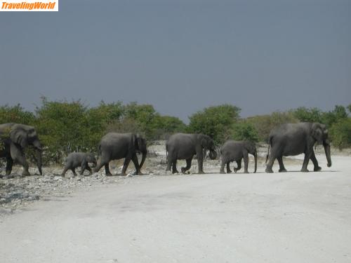 Namibia: Namibia elefants crossing / 
