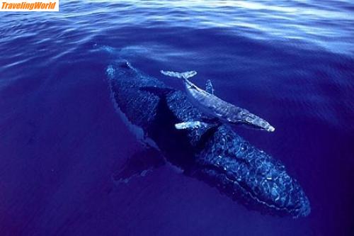 Cookinseln: to_whale_003 / Schnorcheln mit Walen vor Moorea