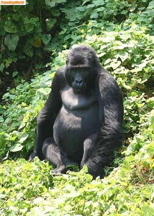 Uganda: 19. Gorilla / 