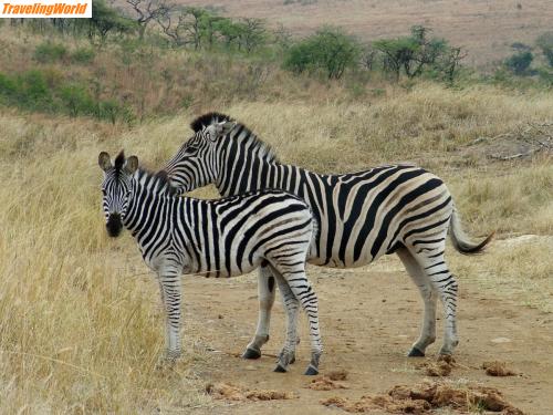 Sdafrika: 06-06-29 Hluhluwe Zebra 17 / 