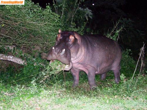Sdafrika: 06-06-28 Flusspferd 09 / 