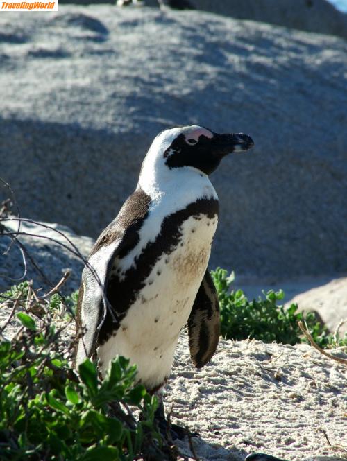 Sdafrika: 06-06-18 Pinguin 33 / 