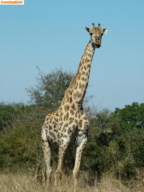 Sdafrika: 06-07-04 Krüger Giraffe 16 / 
