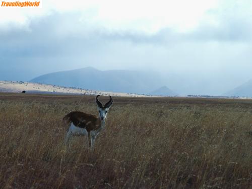 Sdafrika: 06-06-22 Zebra Springbock 11 / 