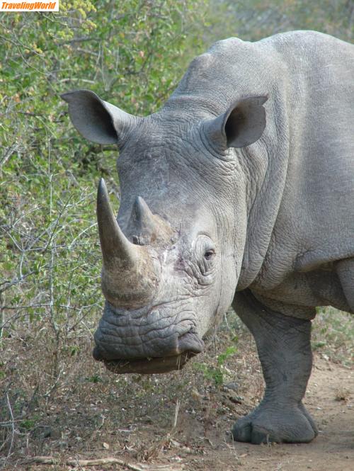 Sdafrika: 06-06-29 Hluhluwe Nashorn 10 / 