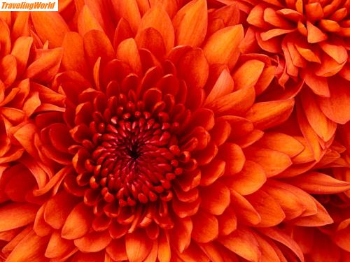 Belgien: Chrysanthemum / testing