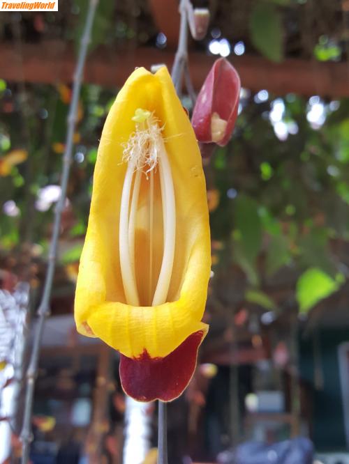 Sri Lanka: 20170226_162915 / Blumen in Ella