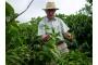 Costa Rica: Kaffeeplantage bei Kloetti (8)a