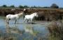 Frankreich: 2 Grazien aus der Camargue