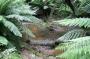Australien: 0202 Otaway NP - subtropical rainforest 2