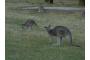 Australien: 0402 GrampNP - Kanguroo 1