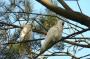 Australien: 0305 Gr.Ocean R. - white cockatoo