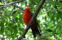 Australien: 0905 KURANDA - red cockatoo