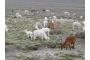 Peru: 049_Alpaca-Herde_1