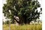 Senegal: 12 Ein Affenbrotbaum