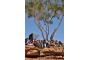 Australien: King\'s Canyon_2