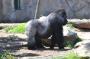 Australien: Zoo_Gorilla