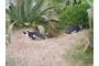 Sdafrika: P1010439