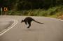Australien: Great Ocean Road8