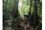Sierra Leone: SL-Anstieg-Regenwald