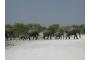 Namibia: Namibia elefants crossing