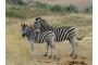 Sdafrika: 06-06-29 Hluhluwe Zebra 17