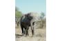 Sdafrika: 06-07-05 Krüger Elefant 08