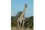Sdafrika: 06-07-04 Krüger Giraffe 16