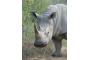 Sdafrika: 06-06-29 Hluhluwe Nashorn 10