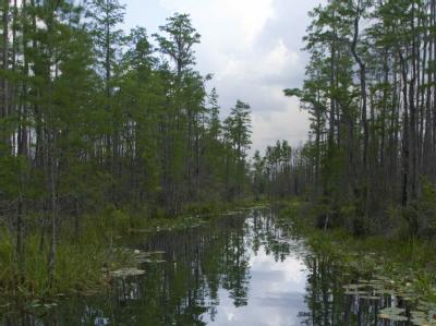 Okefenokee-Sumpf2