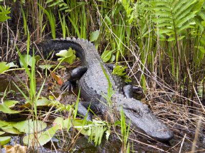 Alligator