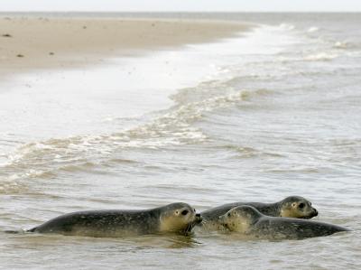 Seehunde/Nordsee