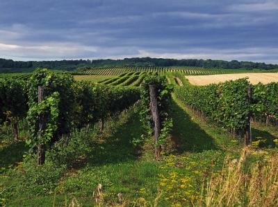 Weinherbst in der Wachau