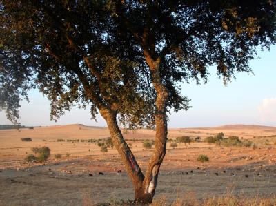 Alentejo