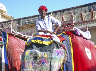 Elefant