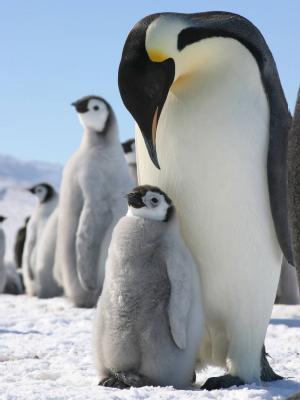 Pinguine