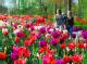 Keukenhof feiert 60-jähriges Bestehen