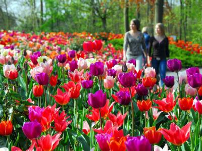 Keukenhof feiert 60-jähriges Bestehen