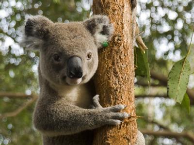 Koala