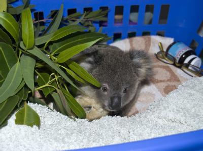 Koala-Baby