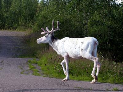 Wildes Tier