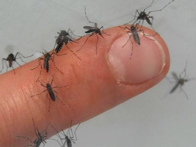 Dengue-Fieber