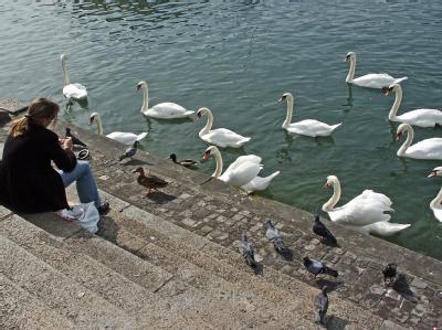 Zürichsee