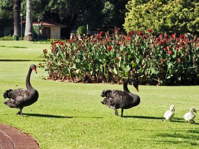 Perth_Schwan