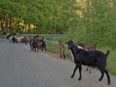 Chalkidiki_Ziegen
